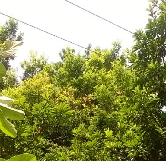 Người dân lo lắng về đường điện gây chập cháy, mất an toàn ảnh 1